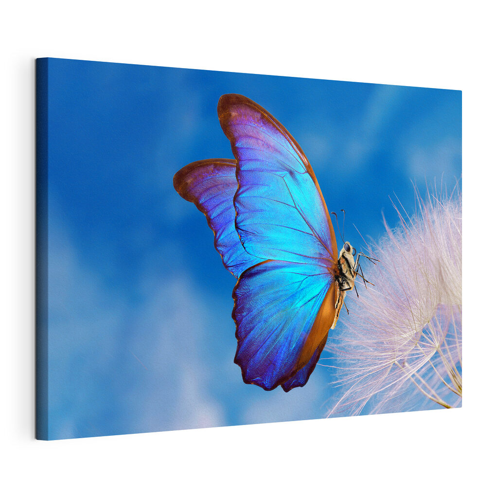 A butterfly on a flower