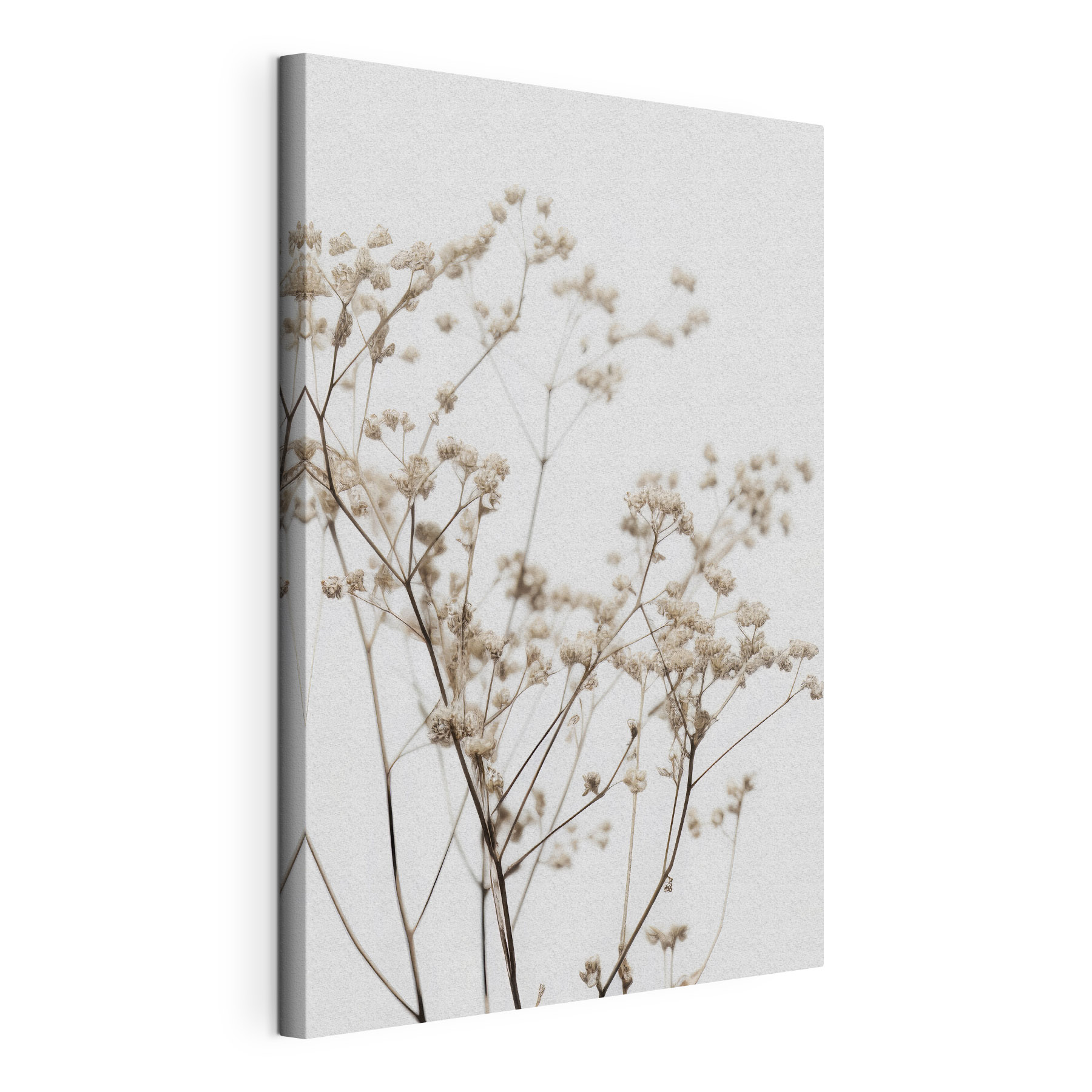 Delicate dried flowers against white backdrop Delicate dried flowers against white backdrop