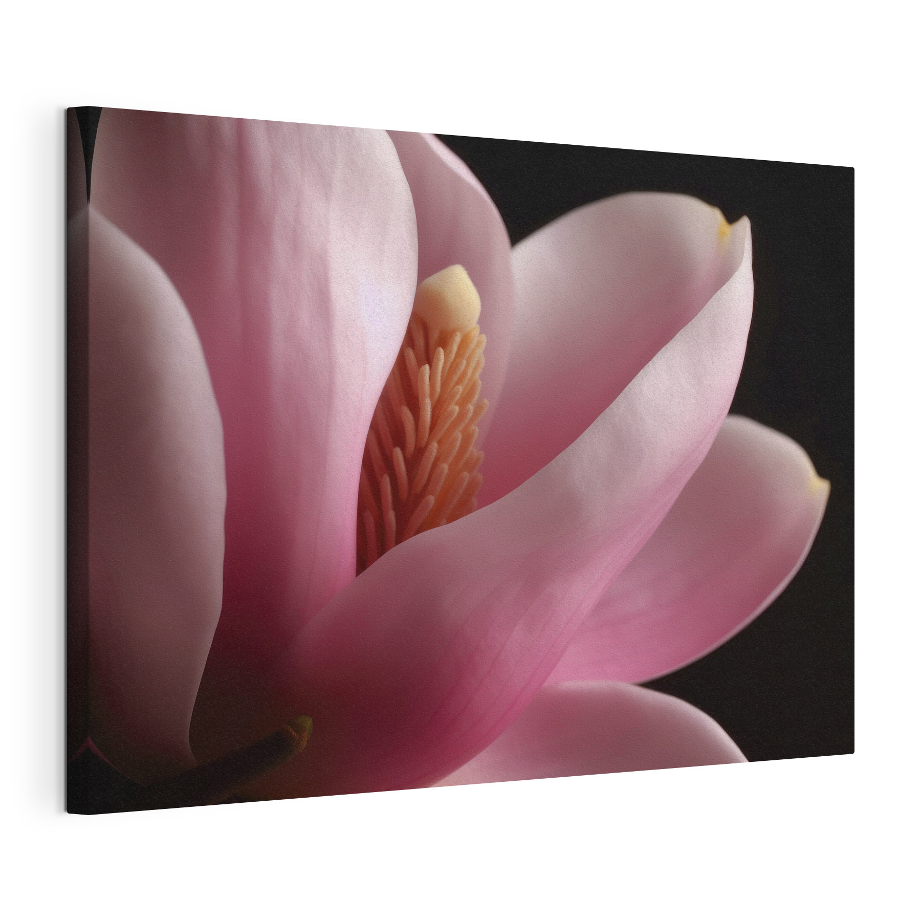 Pink petals embrace delicate core