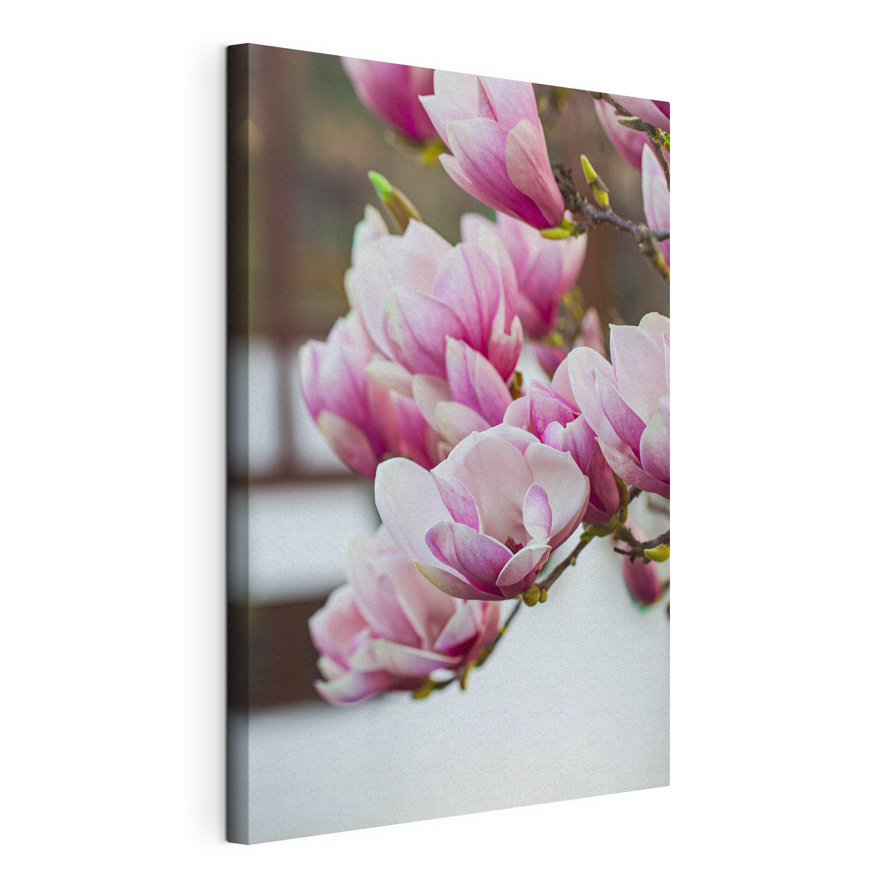 Spring magnolia blooms beckon anew Spring magnolia blooms beckon anew