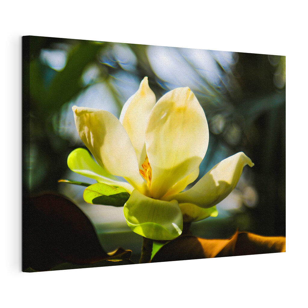 Creamy magnolia, spotlighted by light Creamy magnolia, spotlighted by light