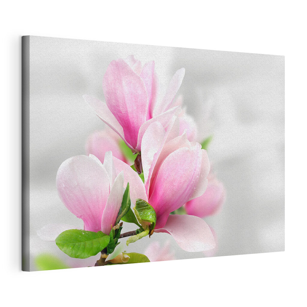 Pink Magnolia Blossoms in Bloom Pink Magnolia Blossoms in Bloom