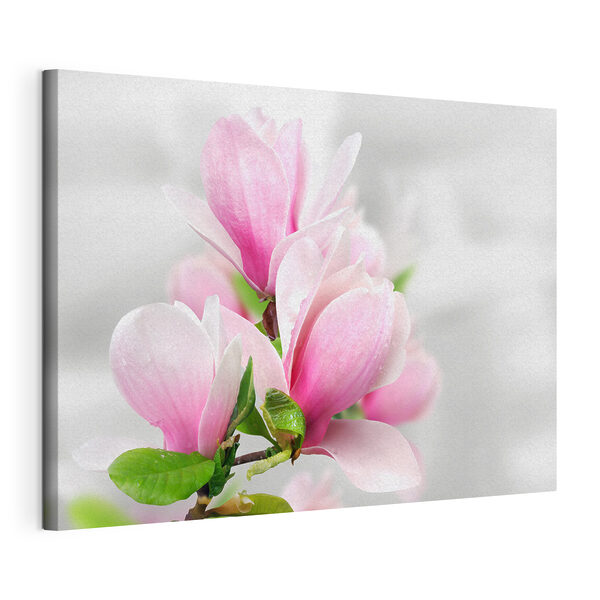 Quadri Quadri Fiori di magnolia rosa in fiore (COD: s35785)