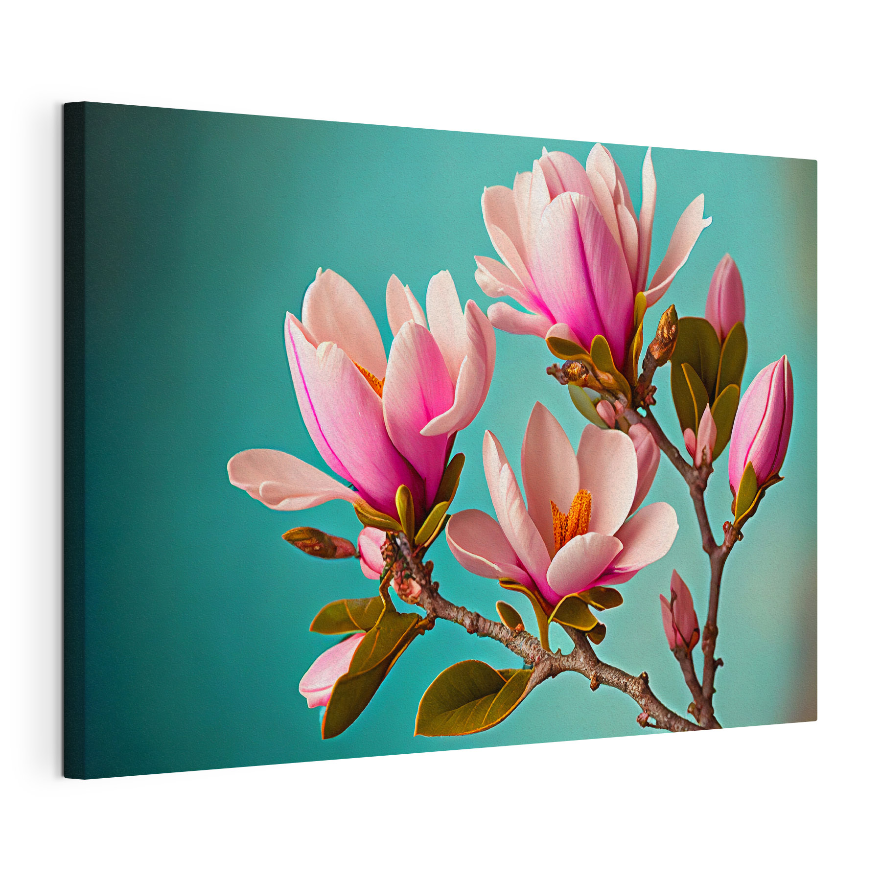 Magnolias bloom against teal sky Magnolias bloom against teal sky