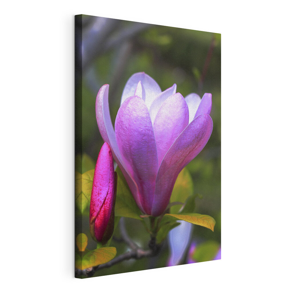 Magnolia: Nature's Graceful Bloom Magnolia: Nature's Graceful Bloom