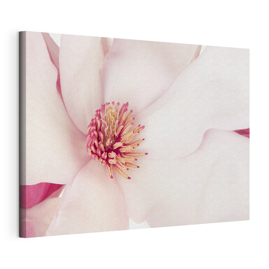 Soft petals envelop vibrant heart Soft petals envelop vibrant heart