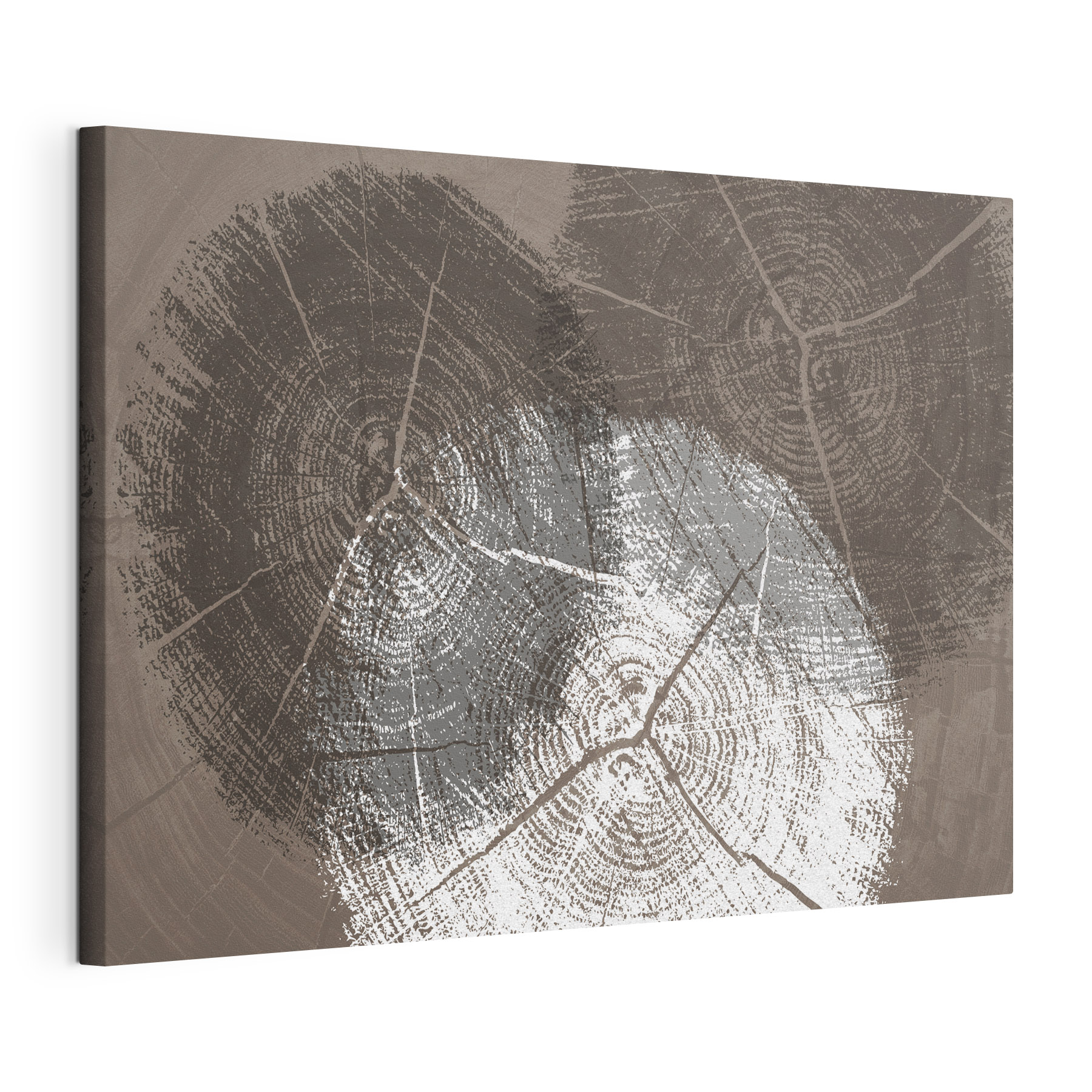 Tree Rings in Monochrome Detail