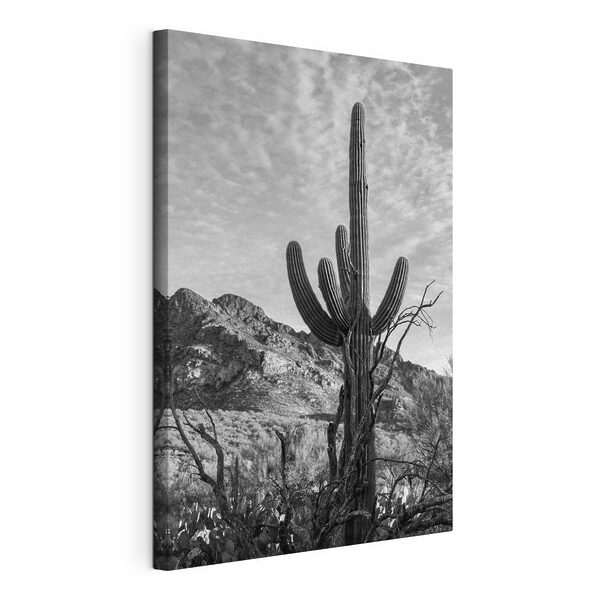 Quadri Quadri Cactus nel deserto (COD: s36249)