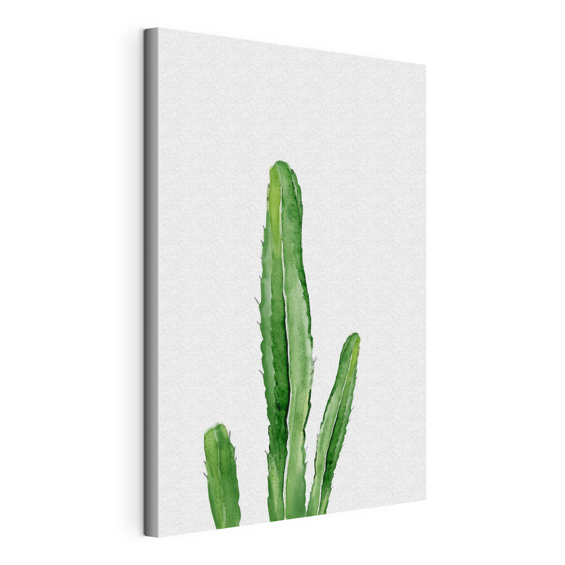 Green cactus with long stems