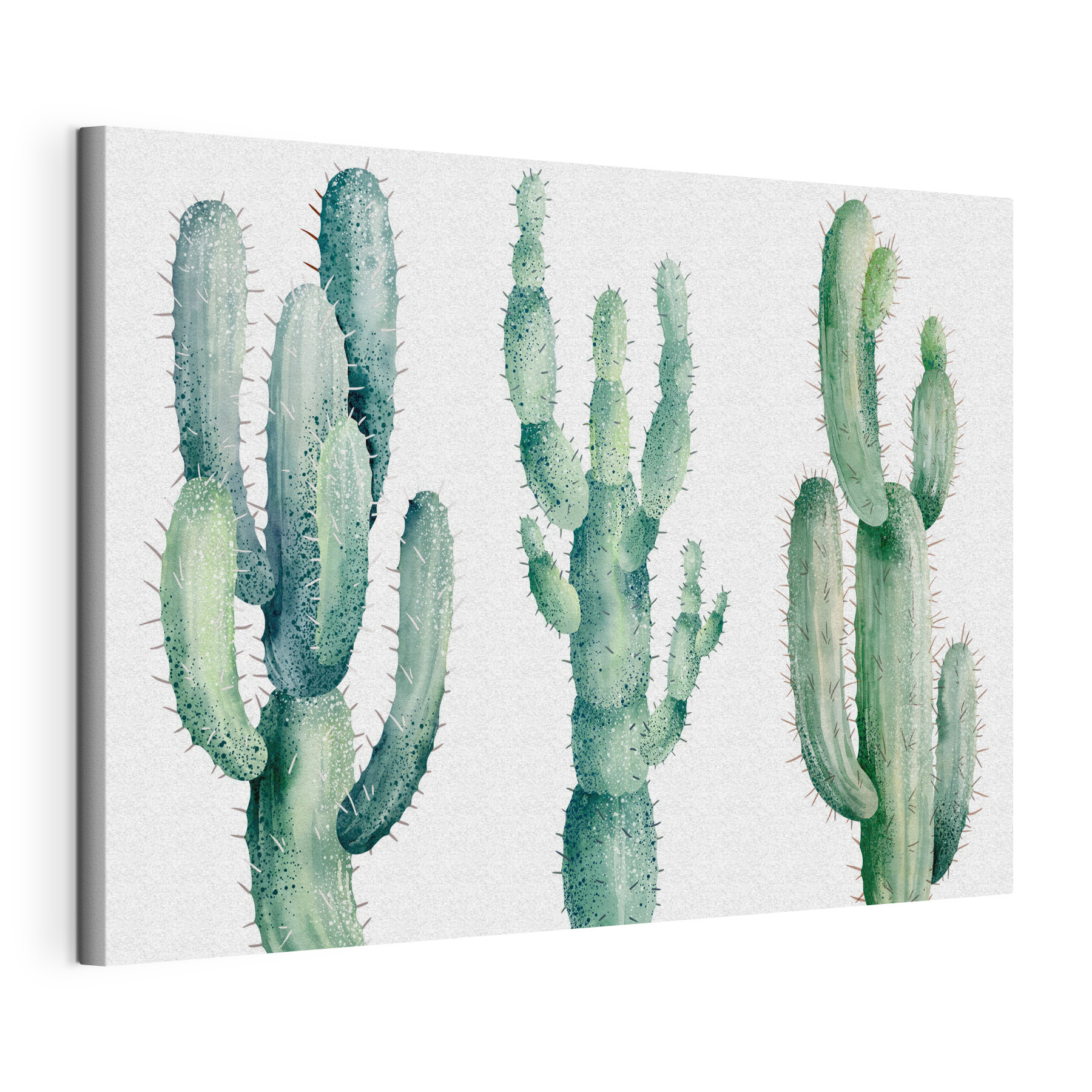 Group of cactuses on a white background