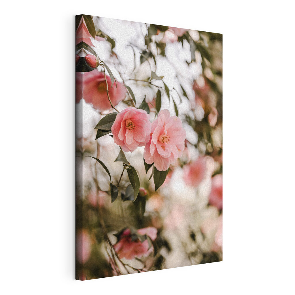 Pink flowers on a tree
