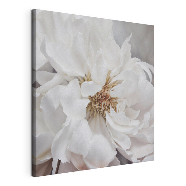 Quadri Un primo piano di un fiore bianco (COD: s37161) Quadri Quadri Un primo piano di un fiore bianco (COD: s37161)