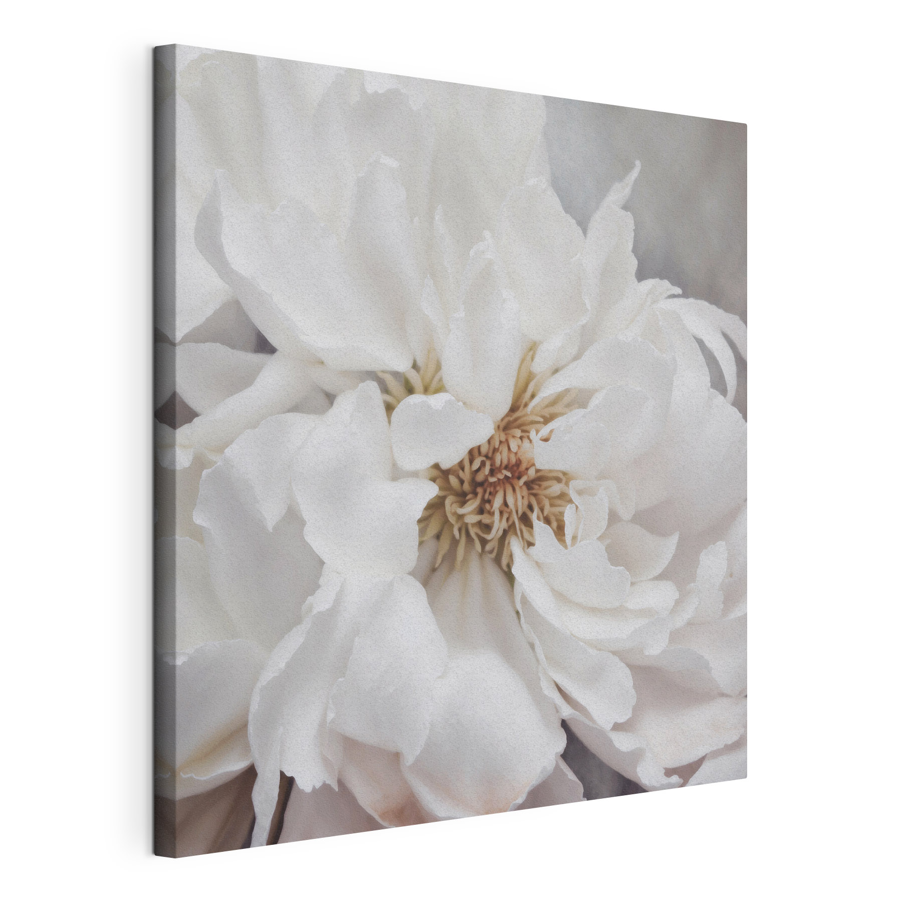 Delicate petals of pure elegance Delicate petals of pure elegance