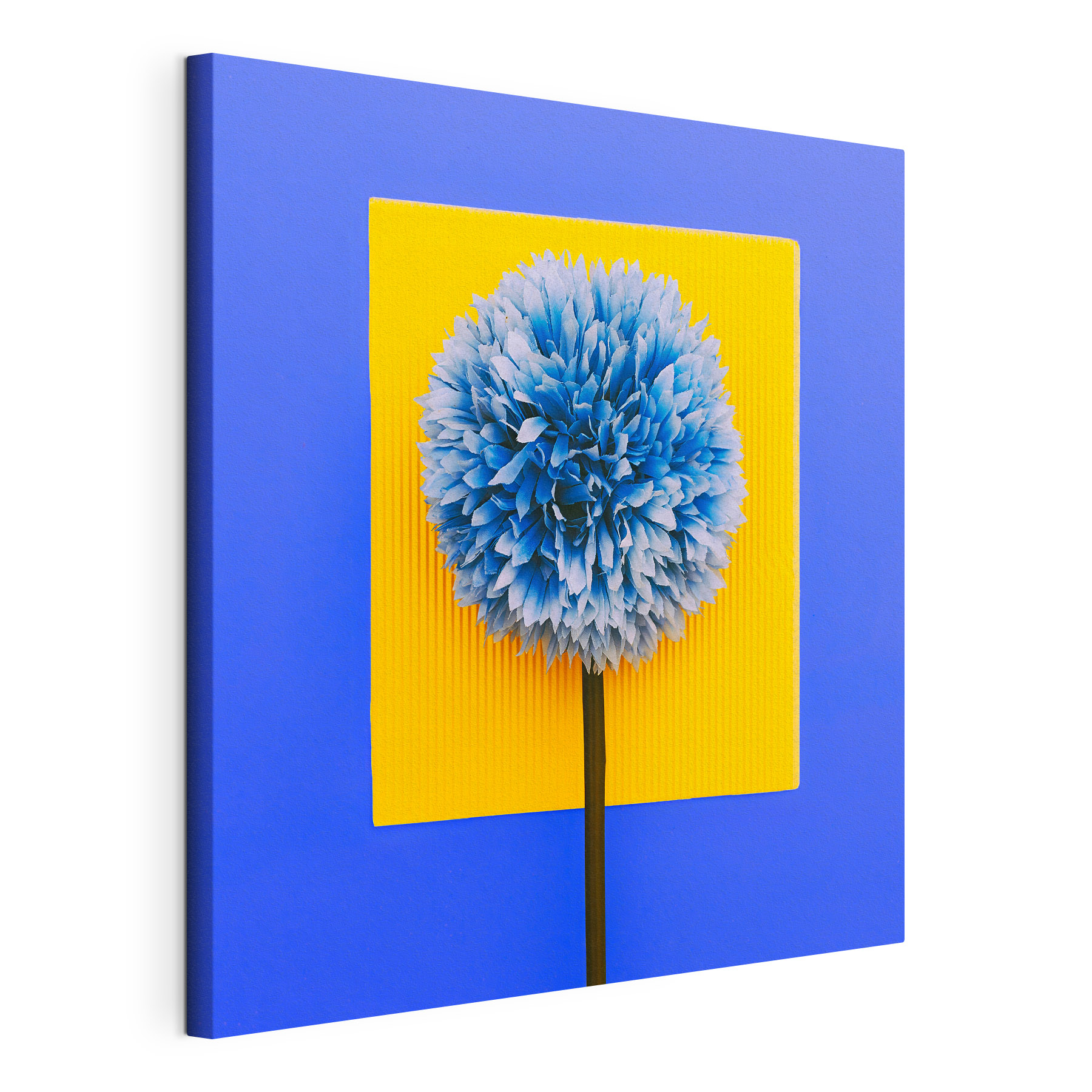 A blue and yellow flower A blue and yellow flower