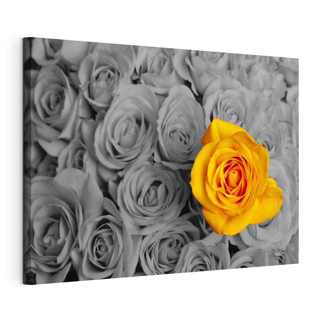 A yellow rose surrounded by grey roses