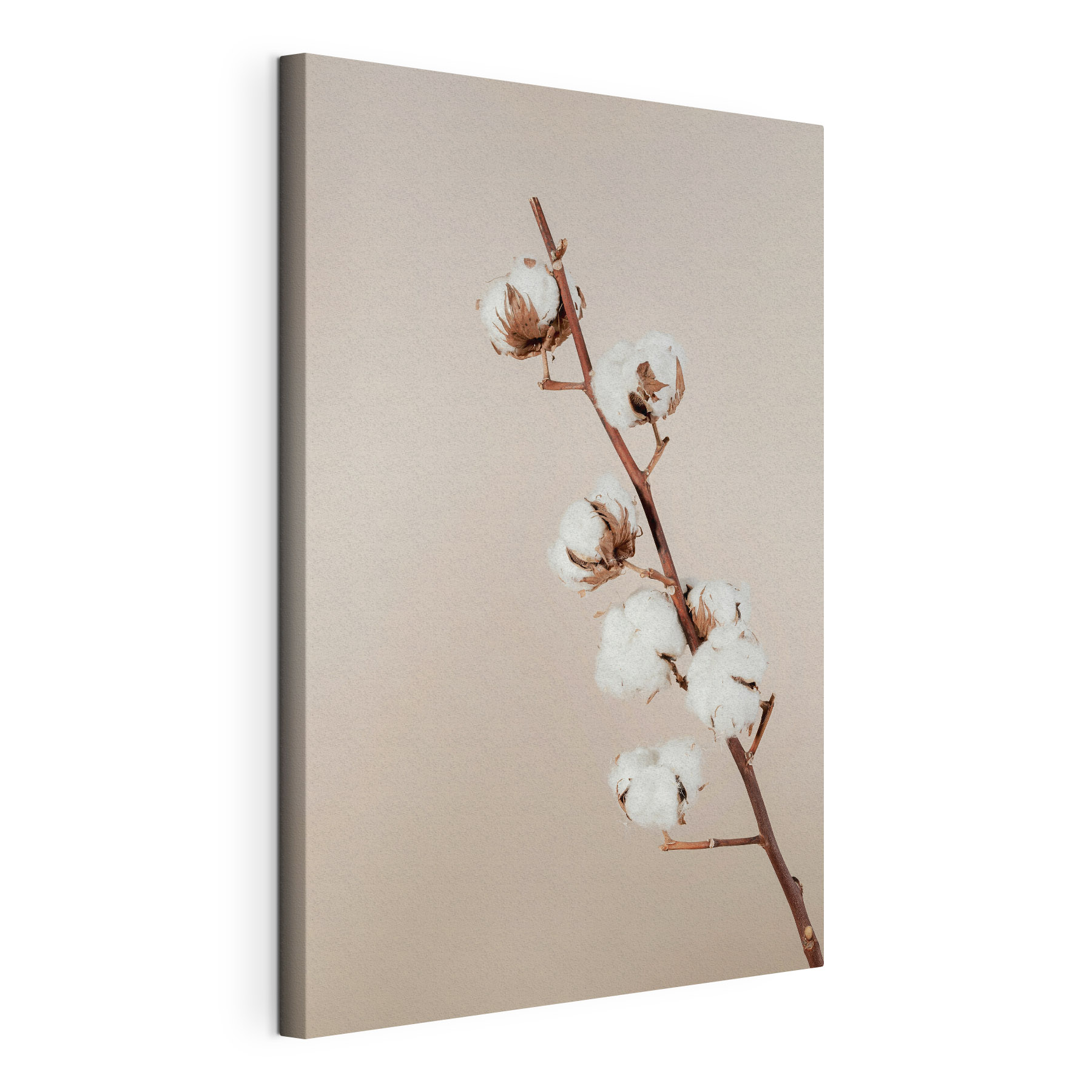 A cotton plant on a branch A cotton plant on a branch