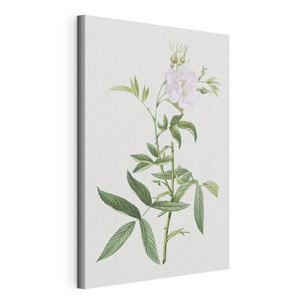Quadri Quadri Un fiore bianco con foglie verdi (COD: s37645)