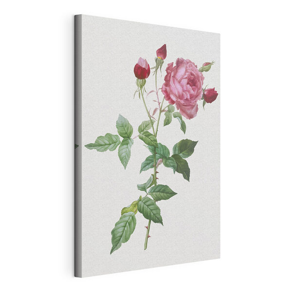 Quadri Quadri Una rosa rosa con foglie verdi (COD: s37652)