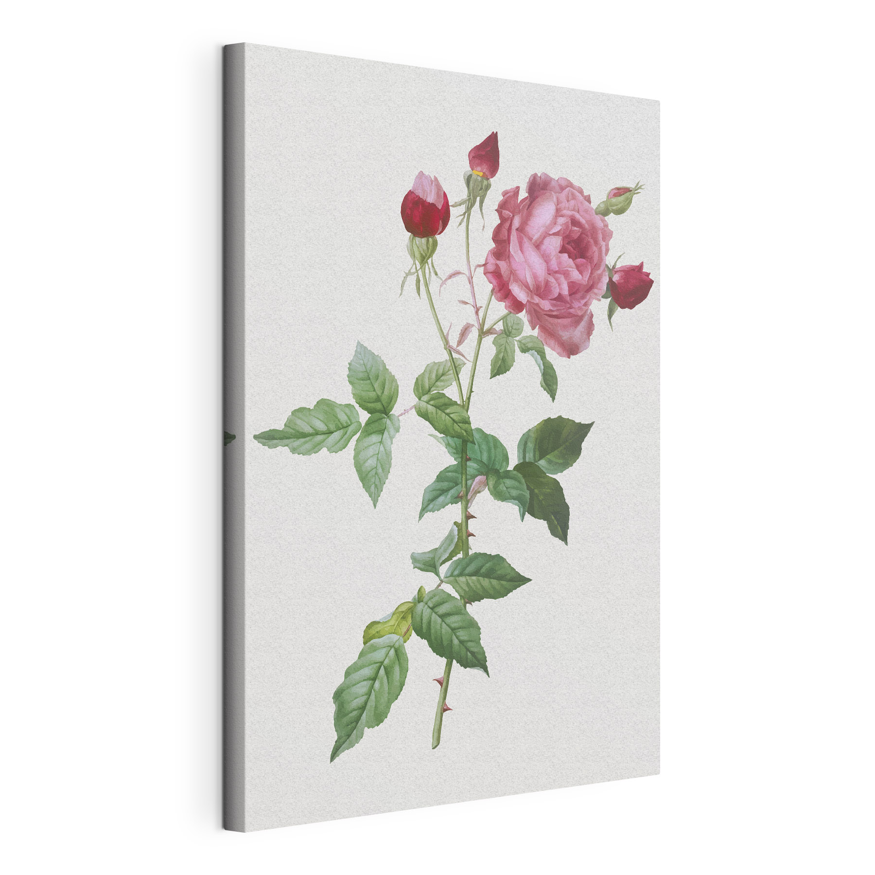 A pink rose with green leaves A pink rose with green leaves
