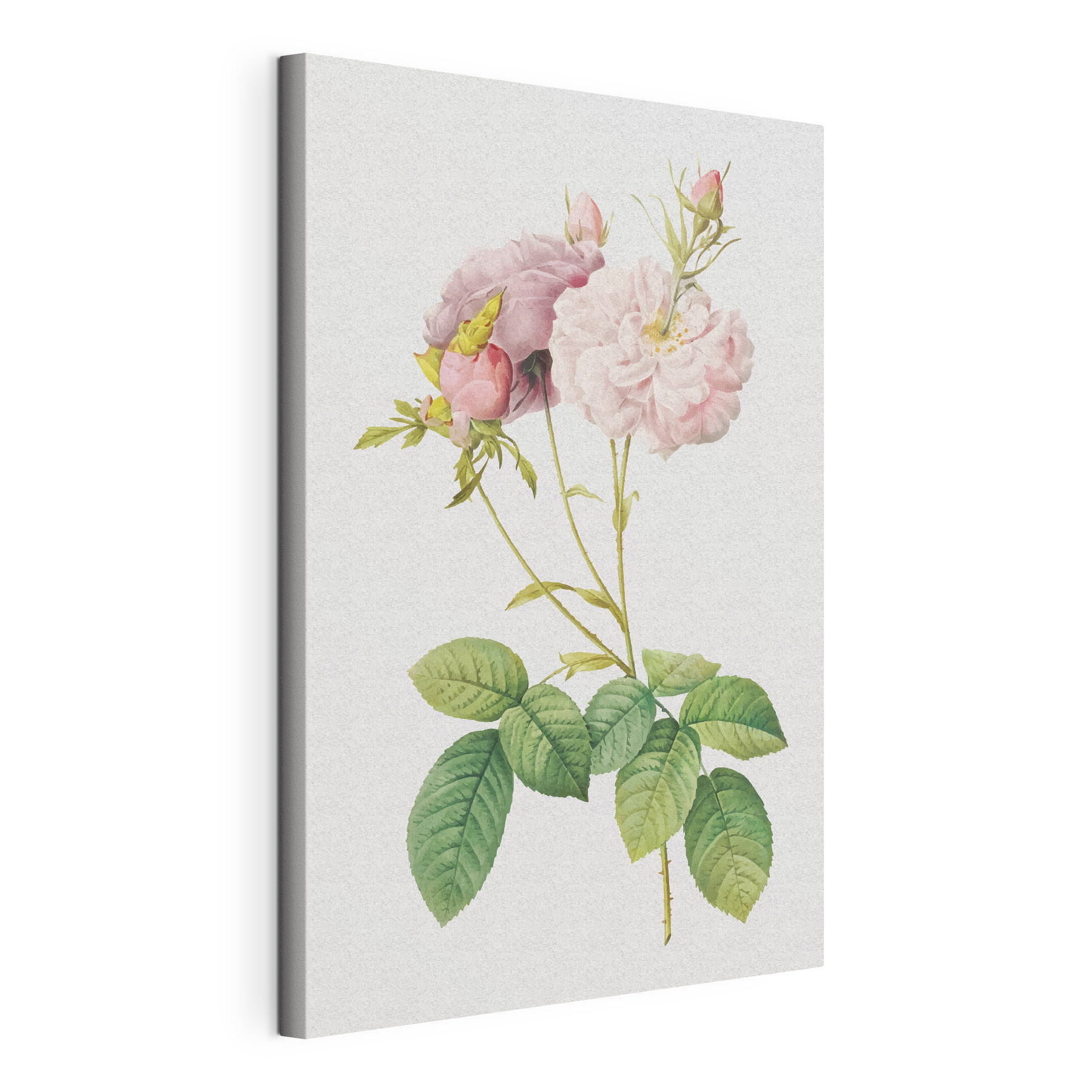 Delicate roses in soft colors Delicate roses in soft colors