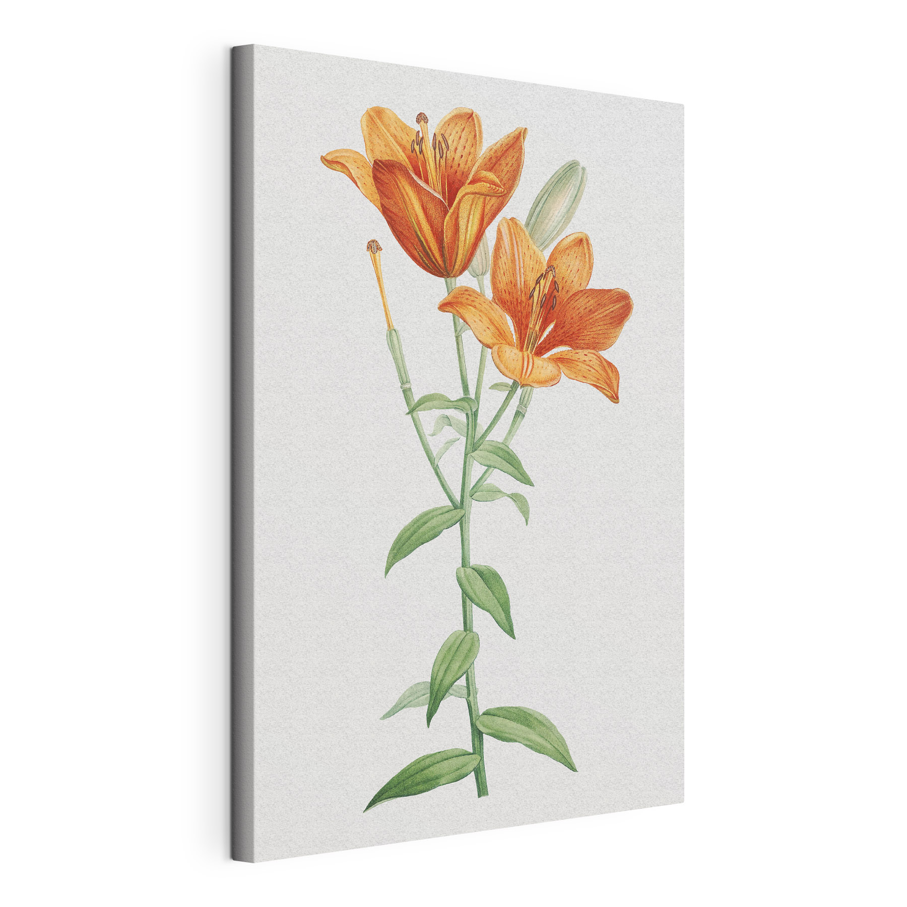 Vibrant orange lilies in bloom