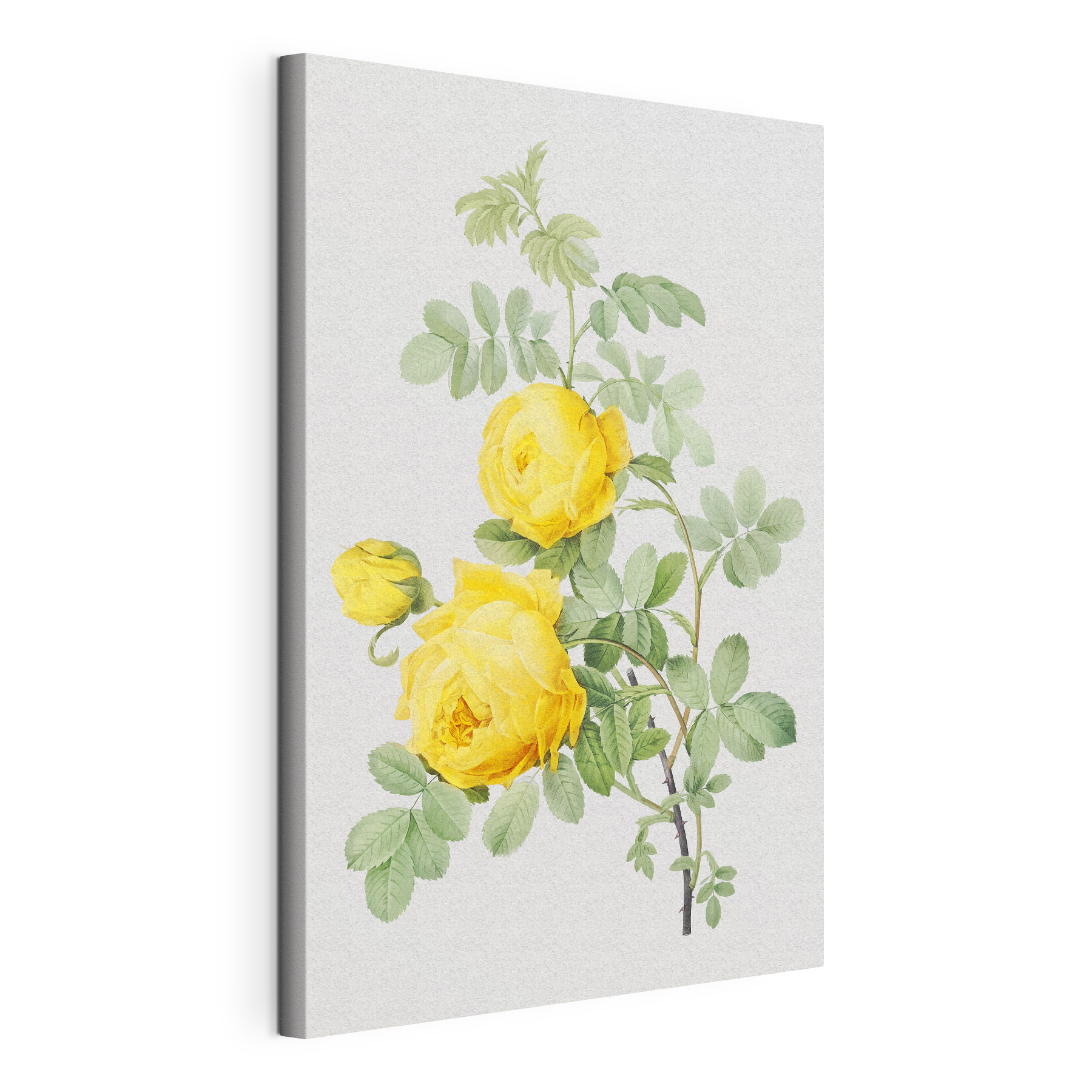A yellow flowers on a branch A yellow flowers on a branch