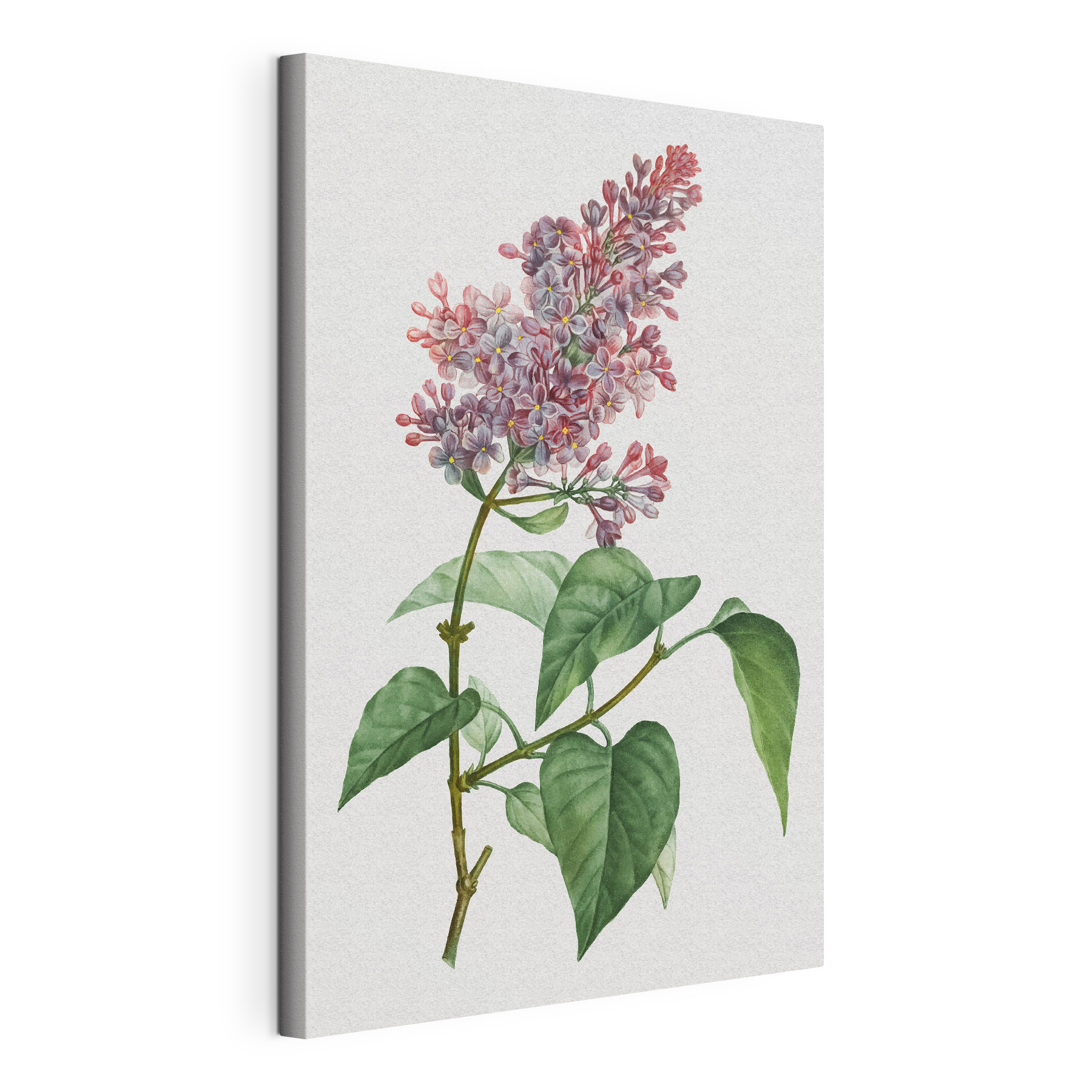 Delicate lilac blossoms on a branch Delicate lilac blossoms on a branch