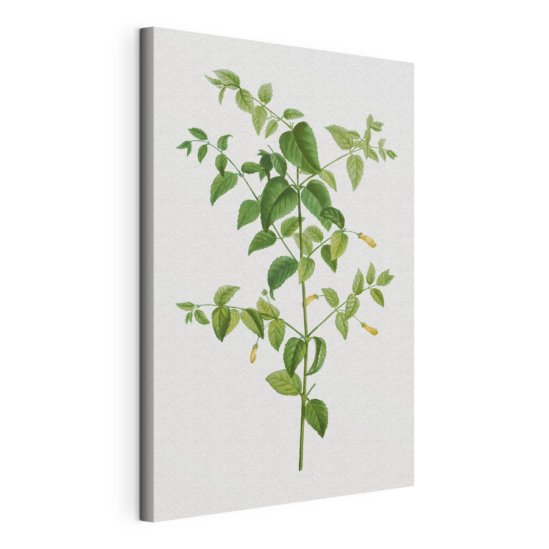 A plant with leaves and flowers