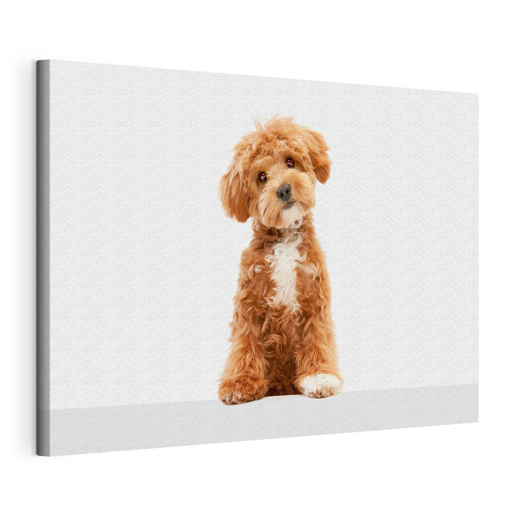 A dog sitting on a white surface