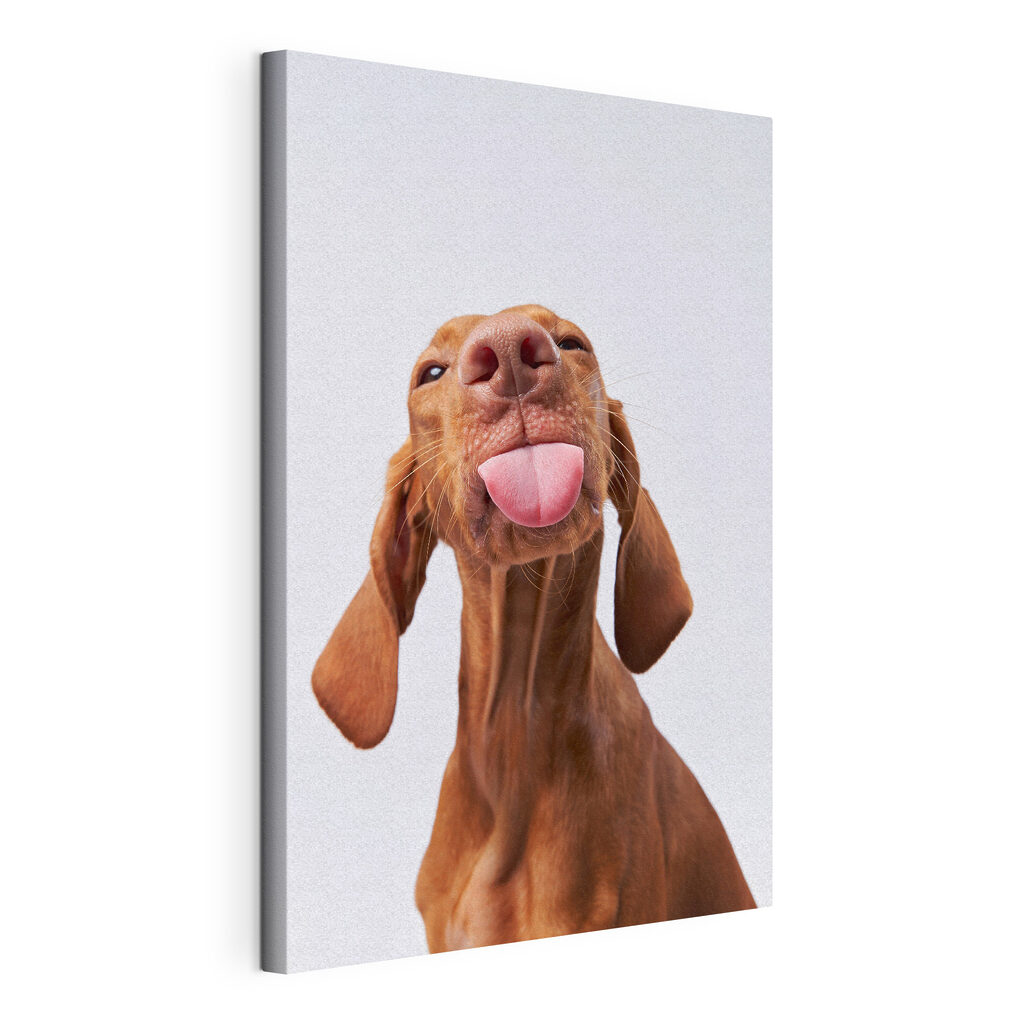 A dog sticking its tongue out A dog sticking its tongue out