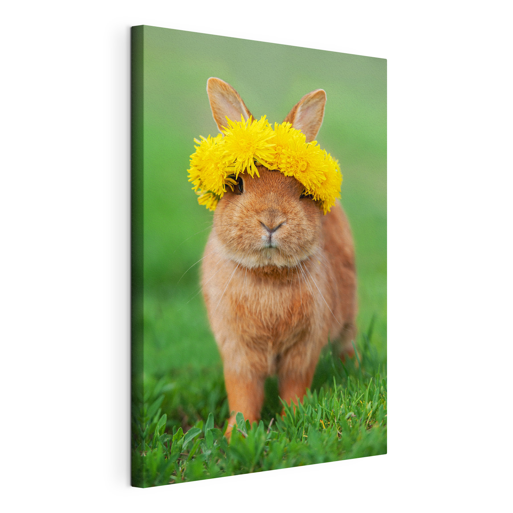 A rabbit wearing a wreath of dandelions A rabbit wearing a wreath of dandelions