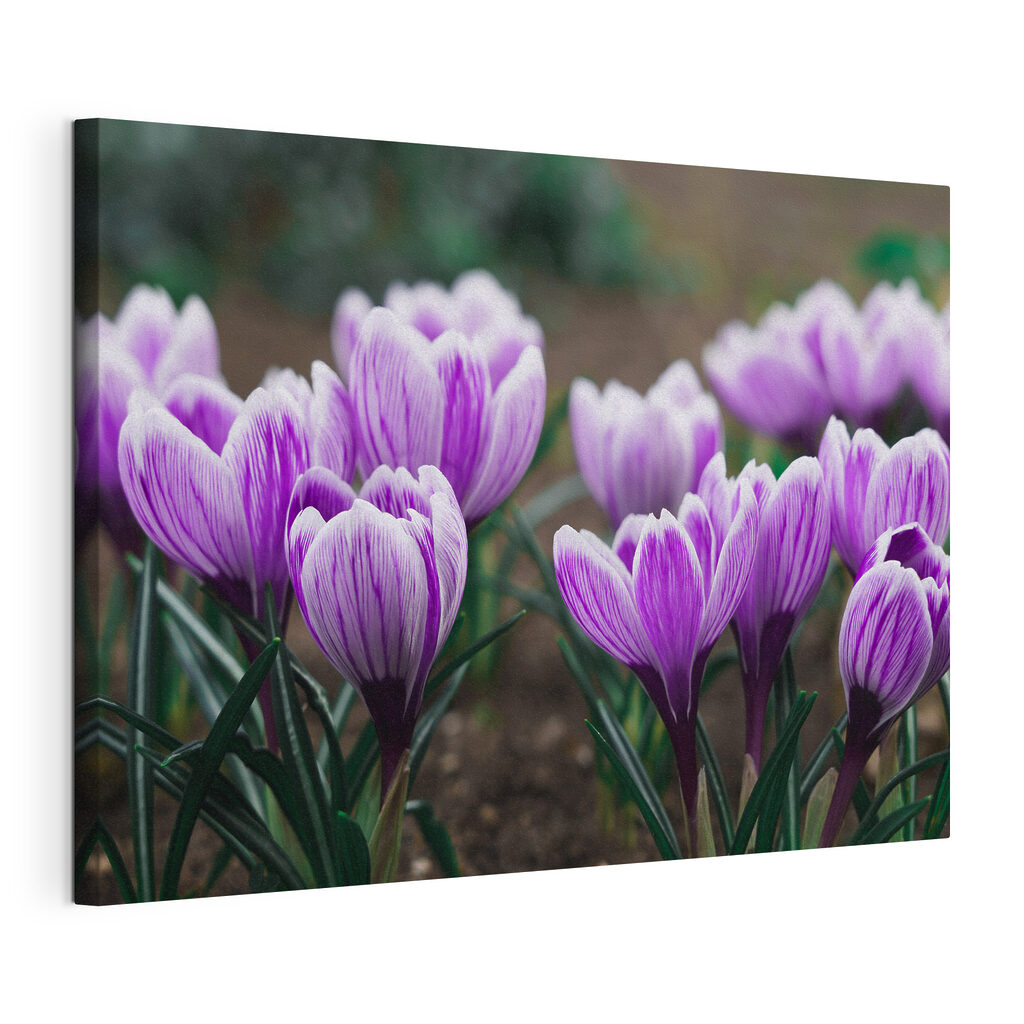 A group of purple flowers