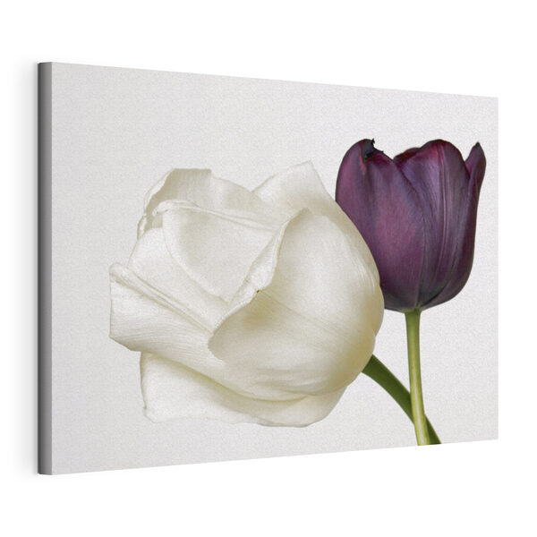 Quadri Quadri Un fiore bianco e viola (COD: s37841)