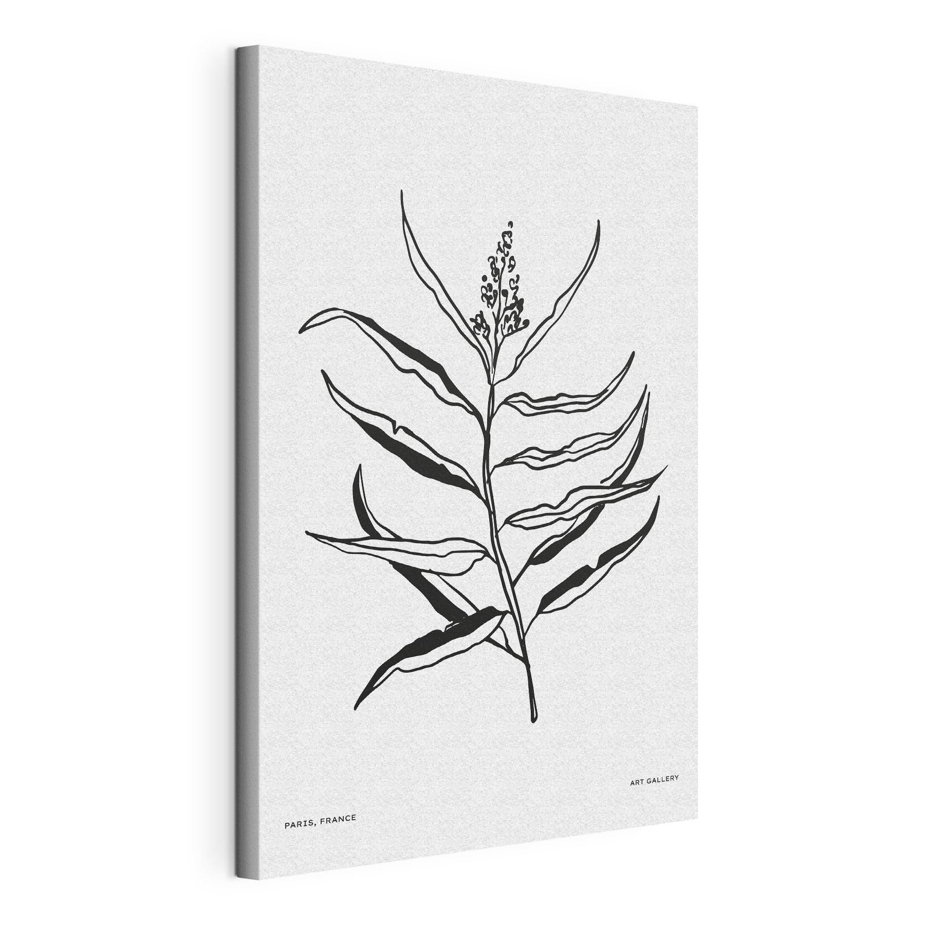 A black and white drawing of a plant