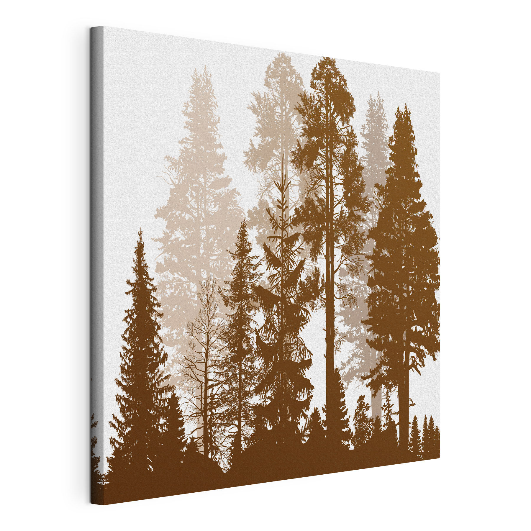 A group of trees in a forest A group of trees in a forest