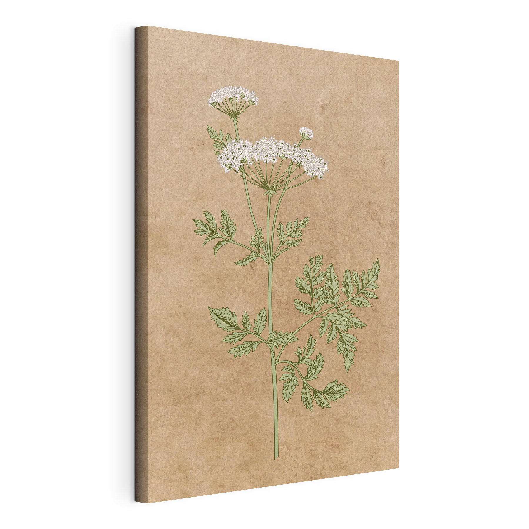 A drawing of a plant A drawing of a plant