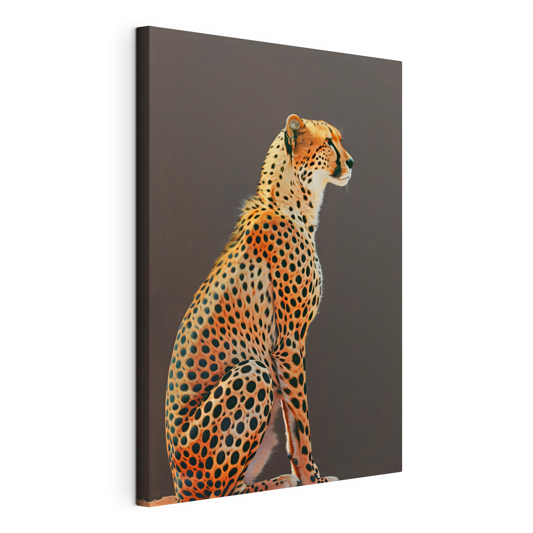 A cheetah sitting looking away A cheetah sitting looking away