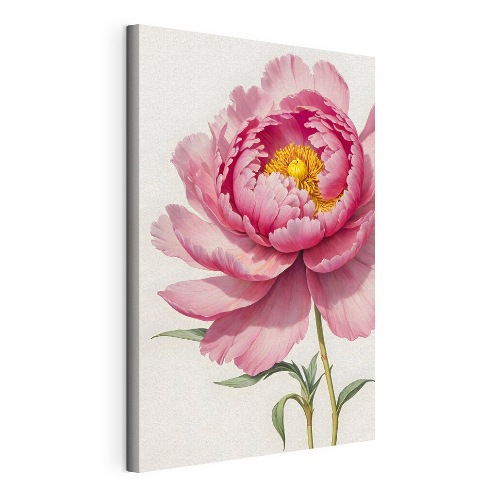 Beautiful pink peony in full bloom Beautiful pink peony in full bloom