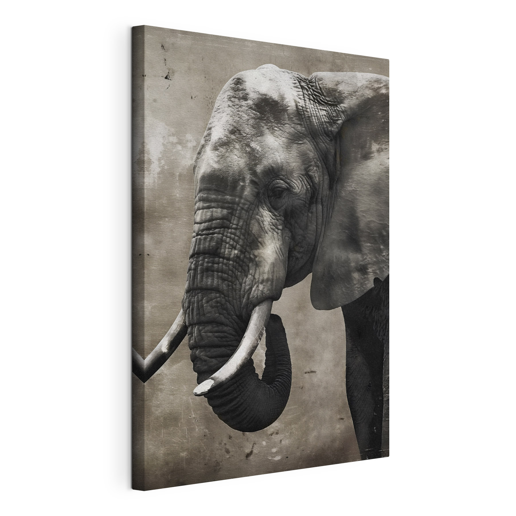 An elephant with tusks An elephant with tusks