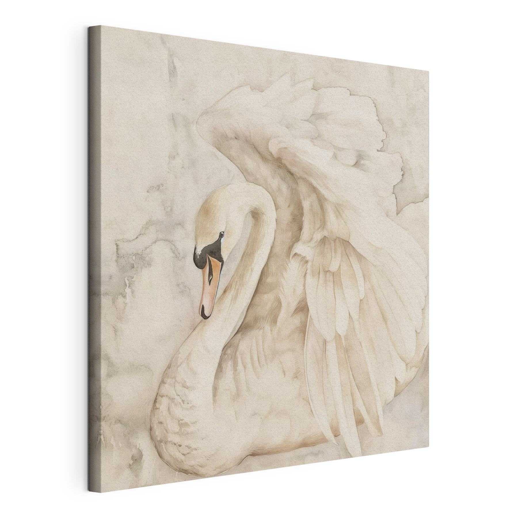 A white swan with wings A white swan with wings
