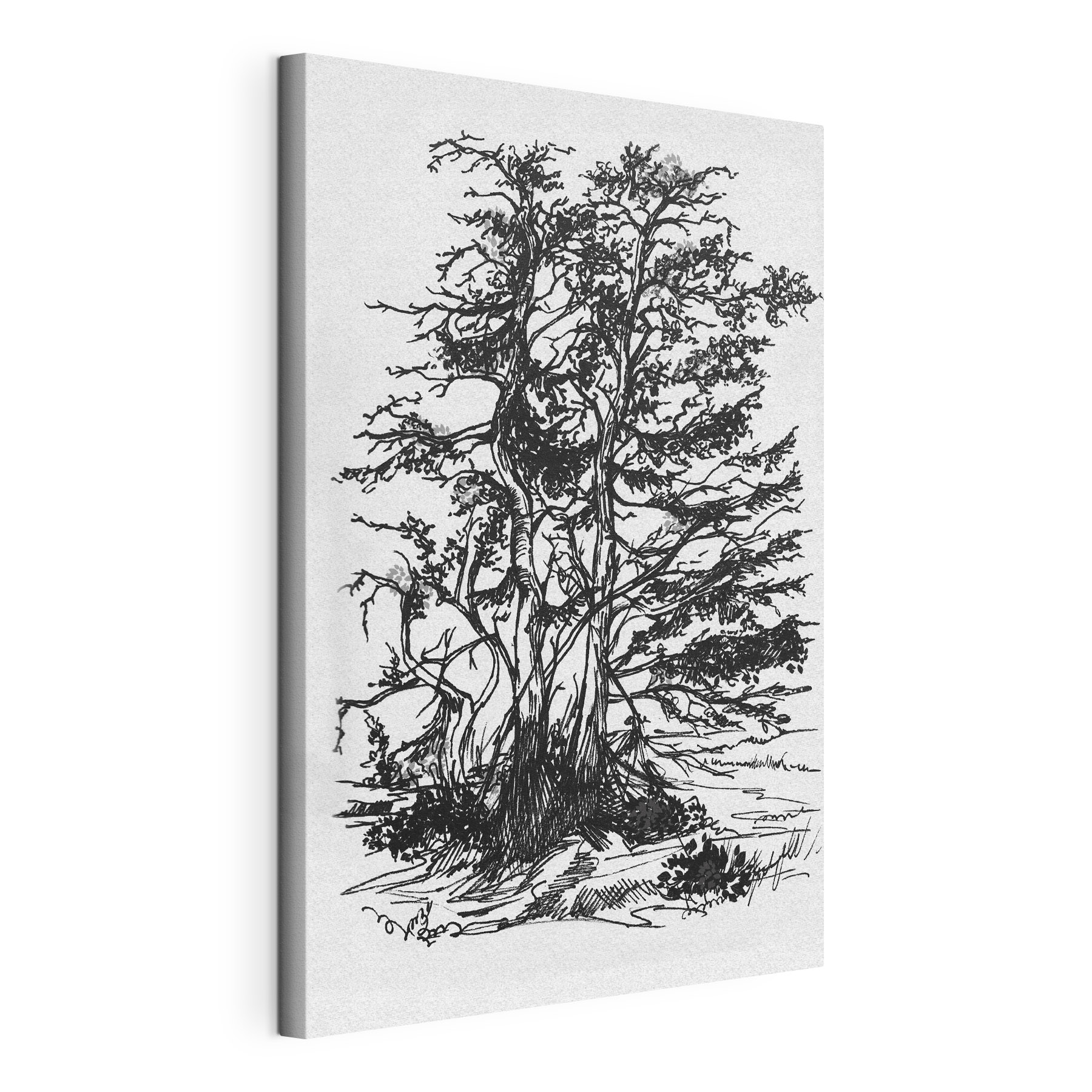 A drawing of a tree