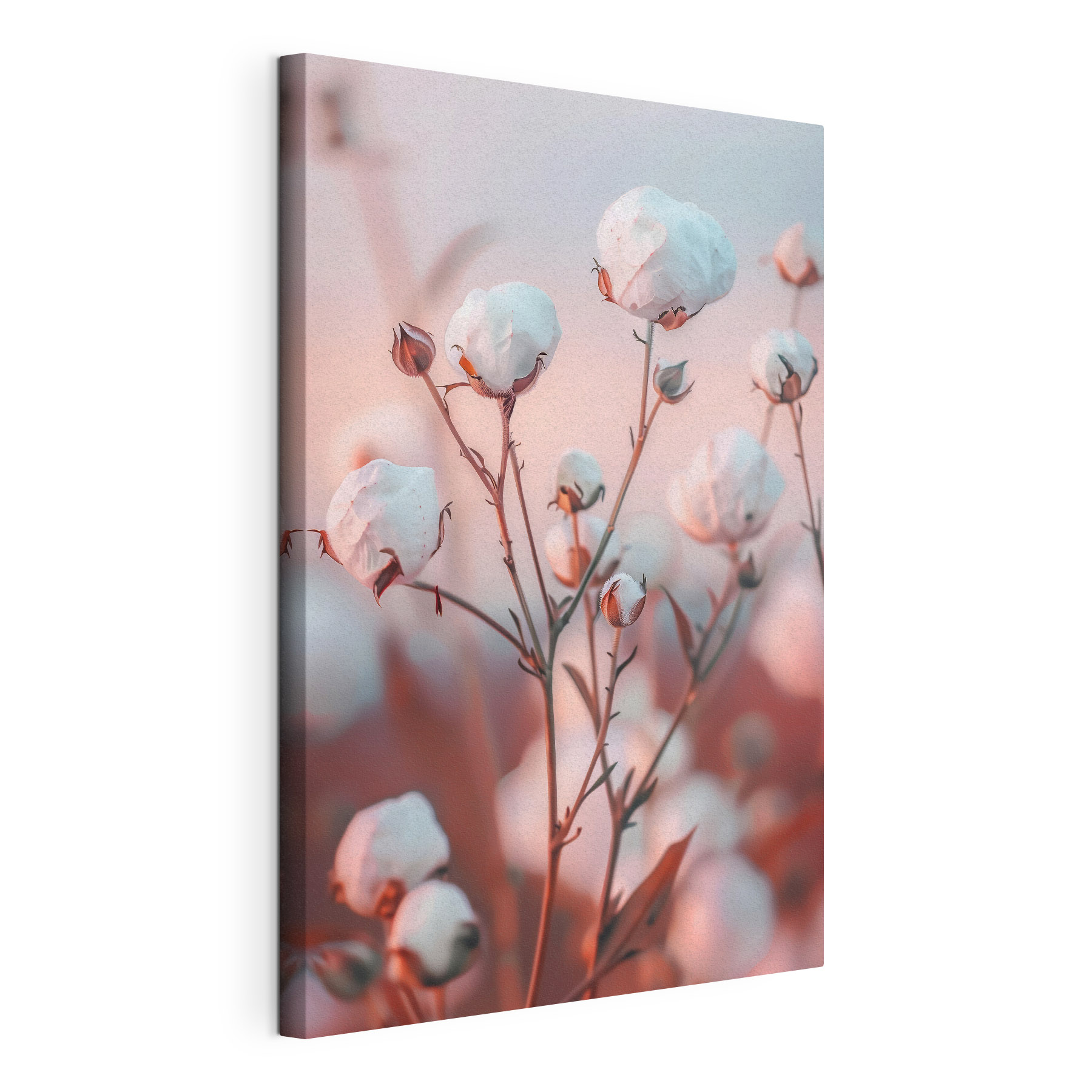 Delicate cotton blooms in soft light Delicate cotton blooms in soft light