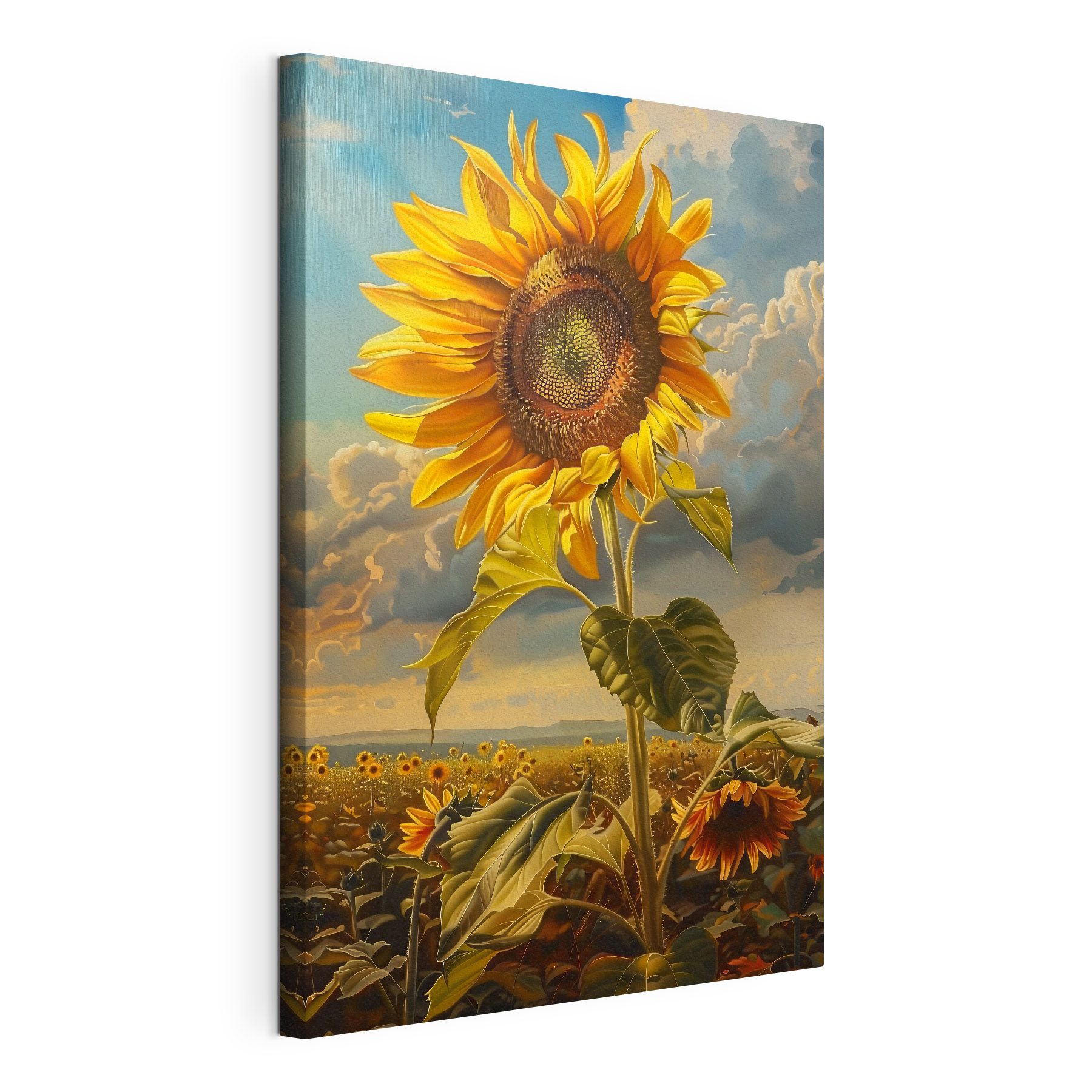 A sunflower in a field A sunflower in a field