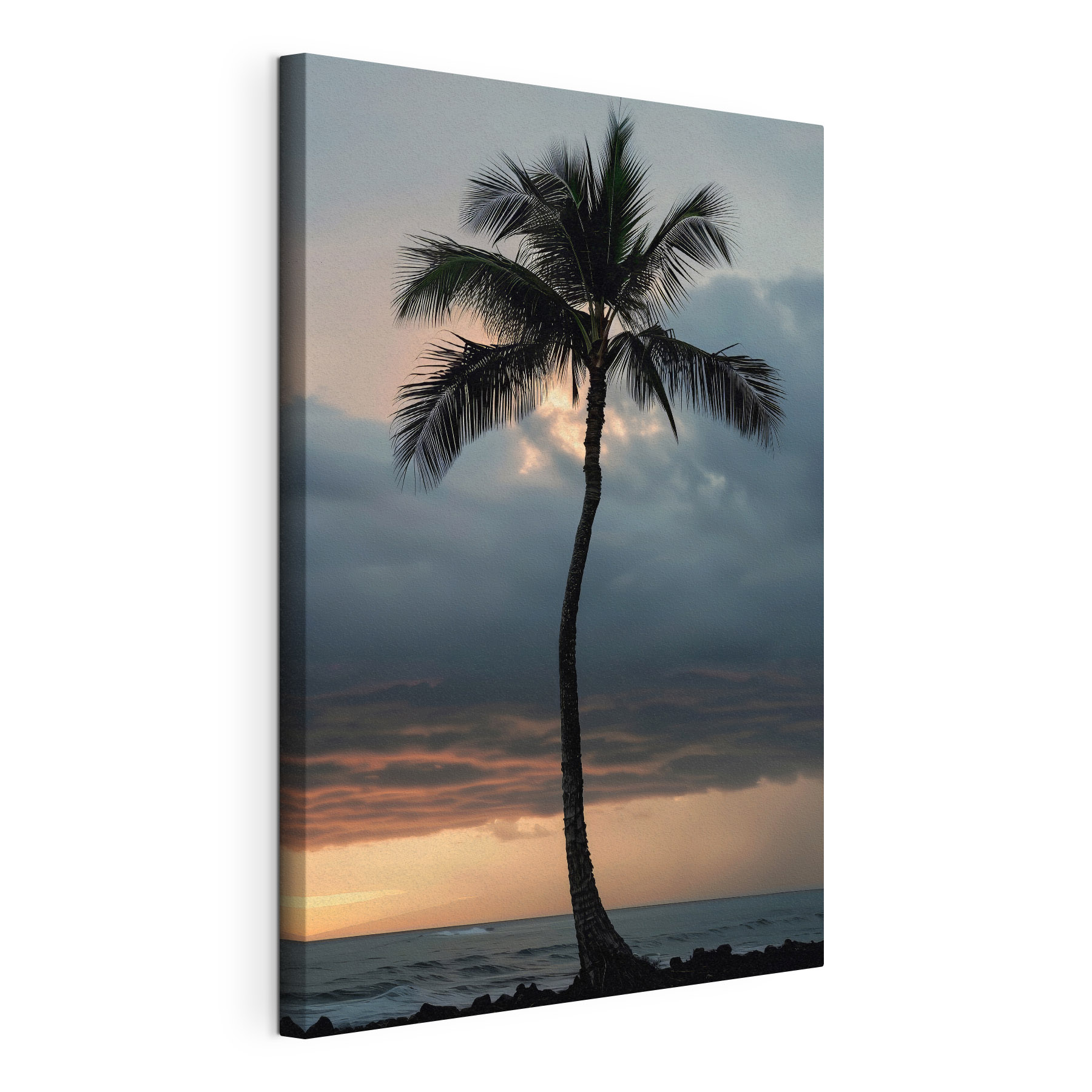 A palm tree in the sunset A palm tree in the sunset