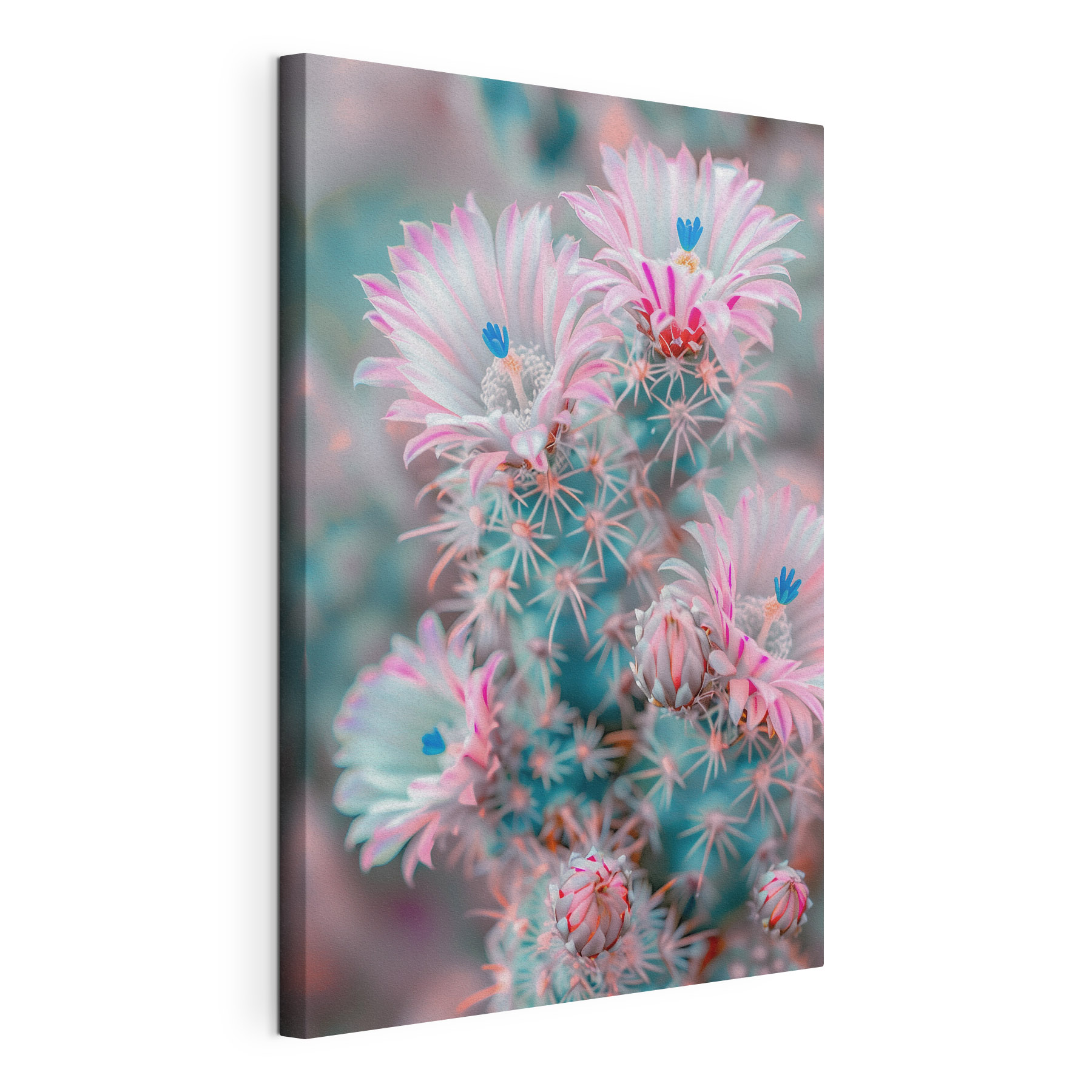Colorful blooms on a cactus Colorful blooms on a cactus