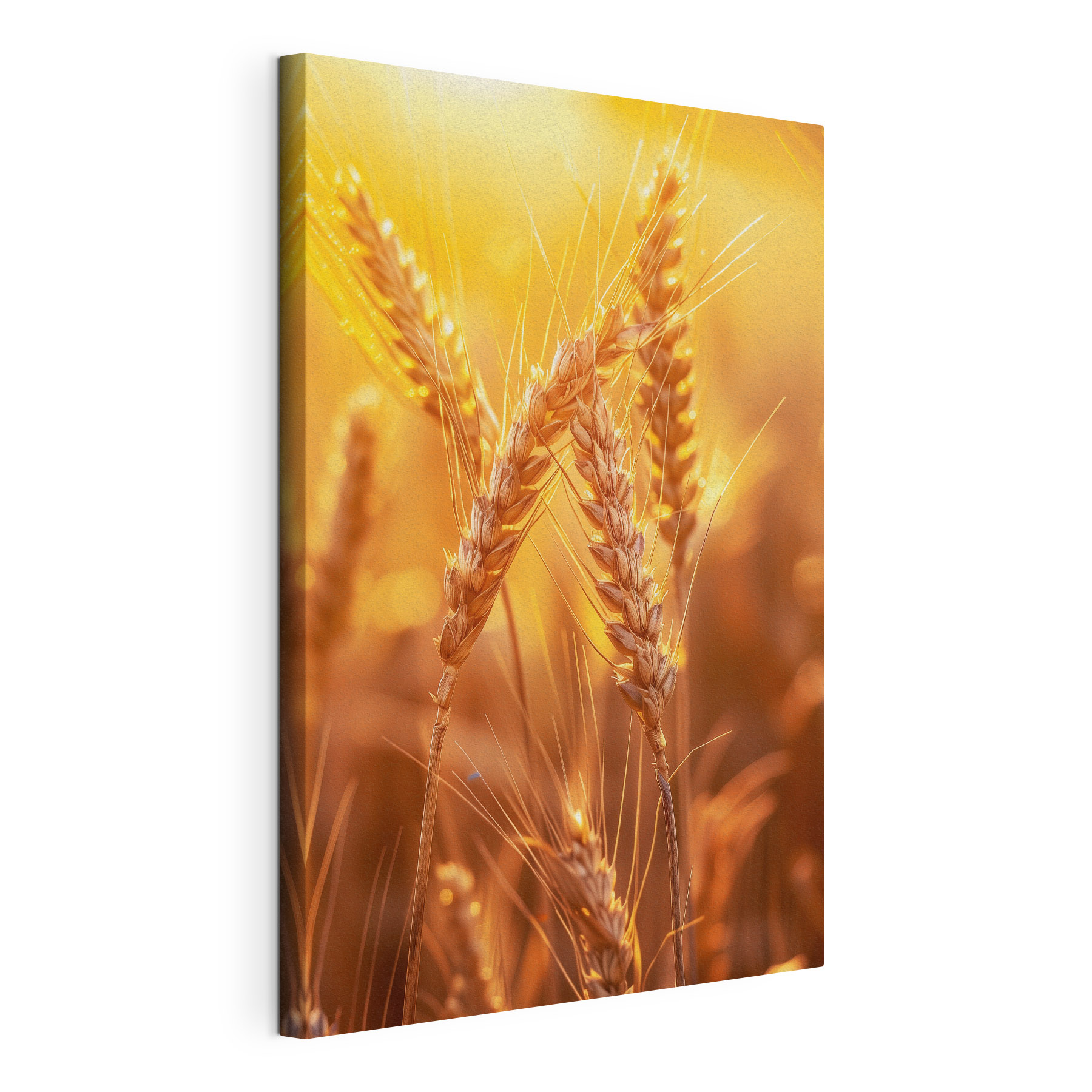 Close up of wheat in a field Close up of wheat in a field