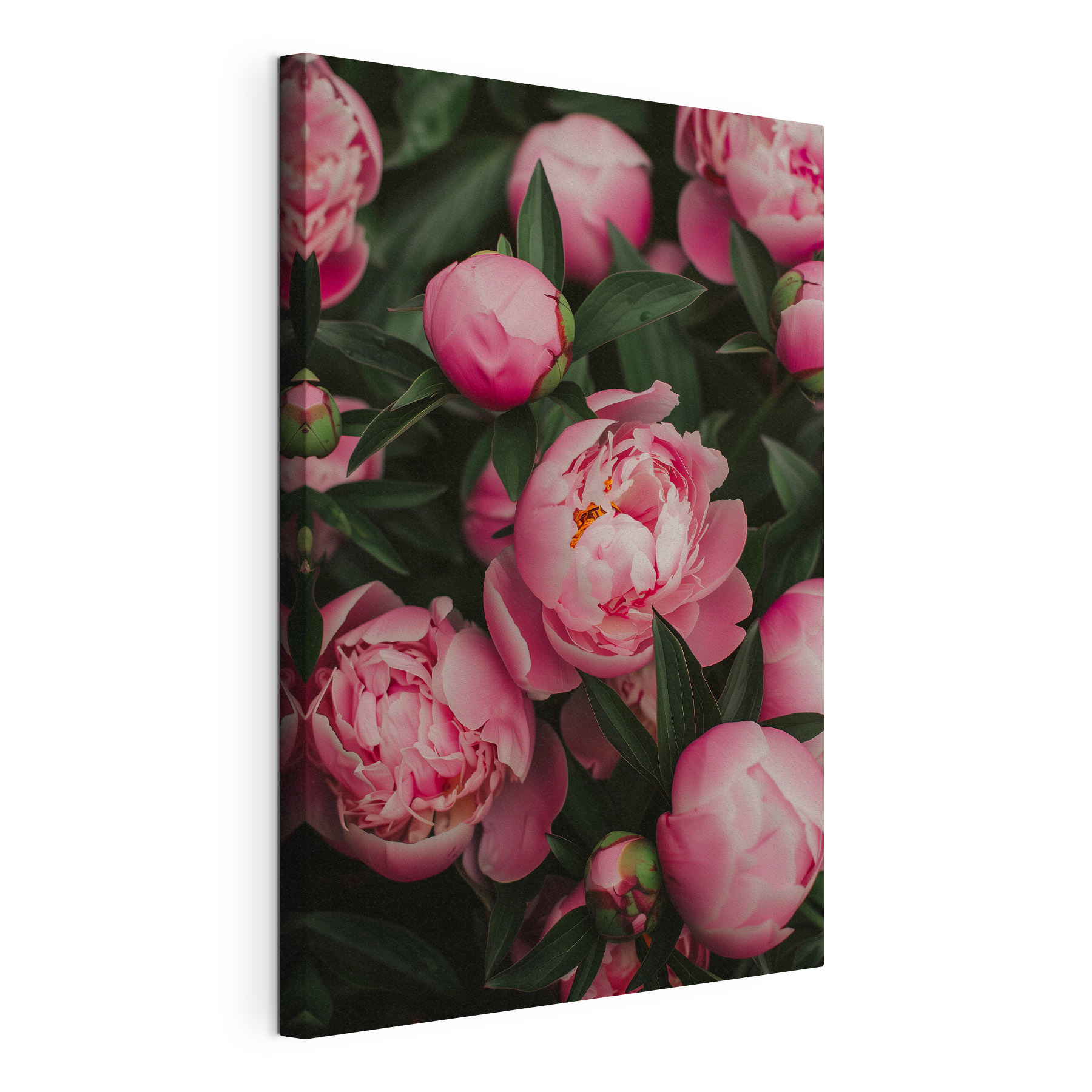 A group of pink flowers