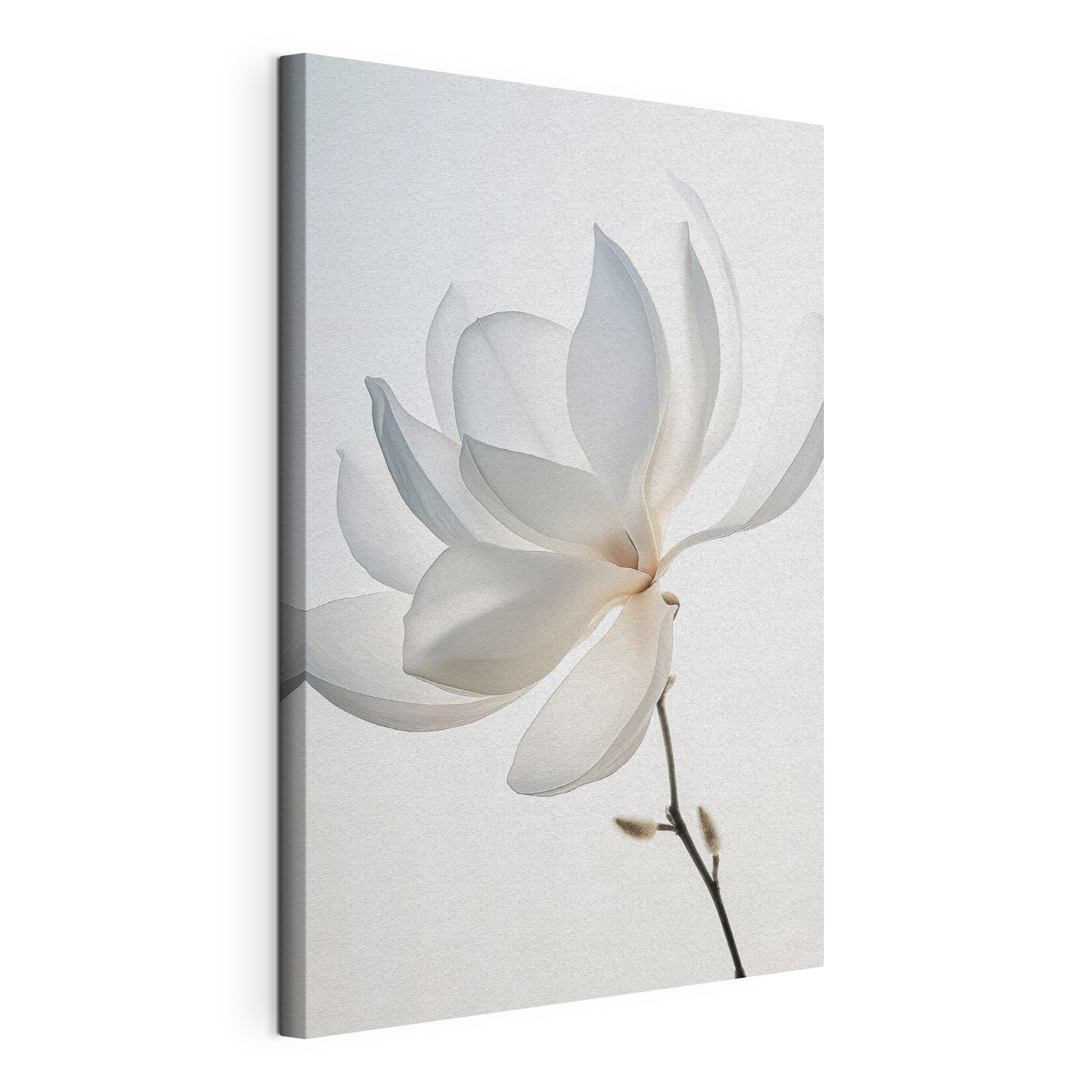 White flower with petals