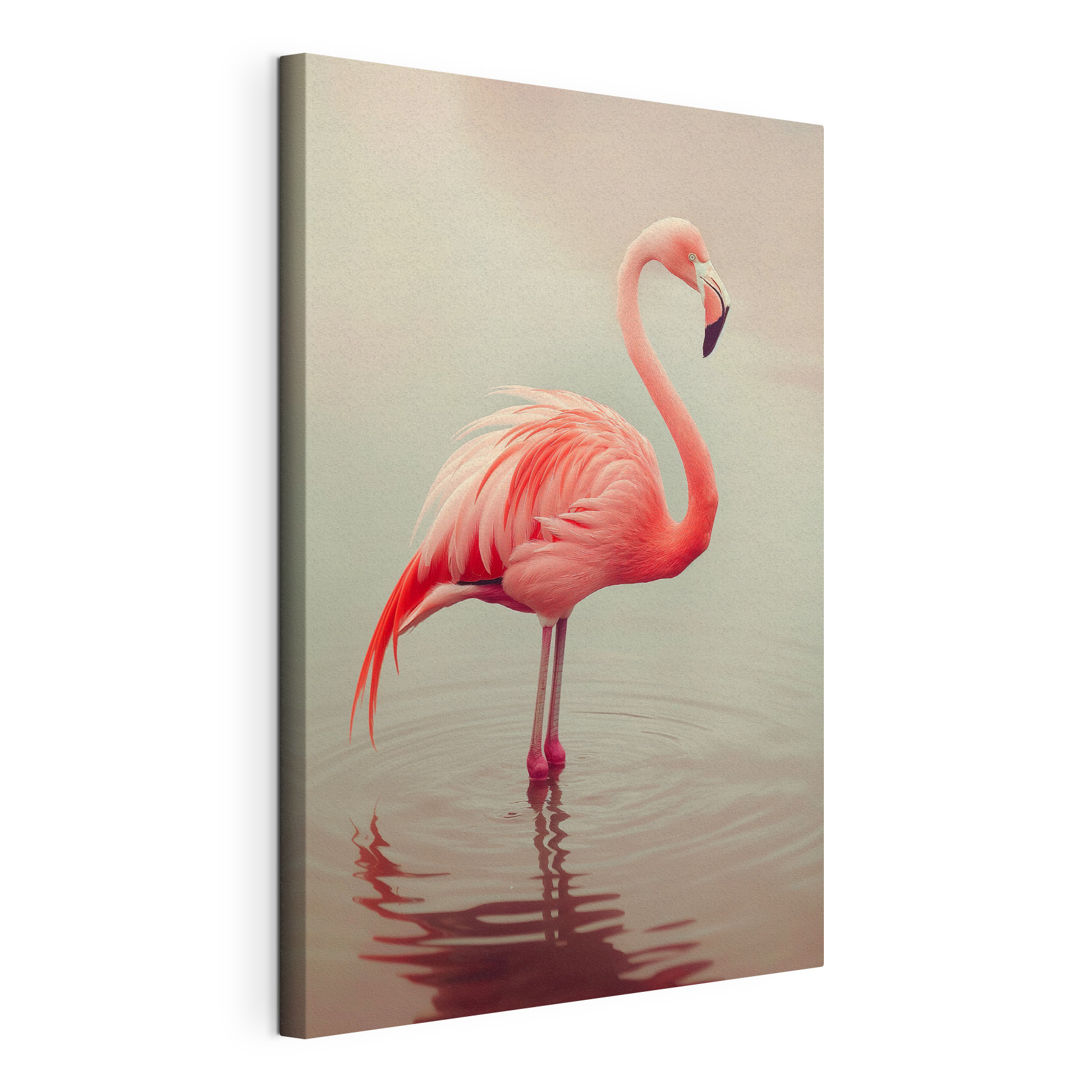 Flamingo standing in water Flamingo standing in water