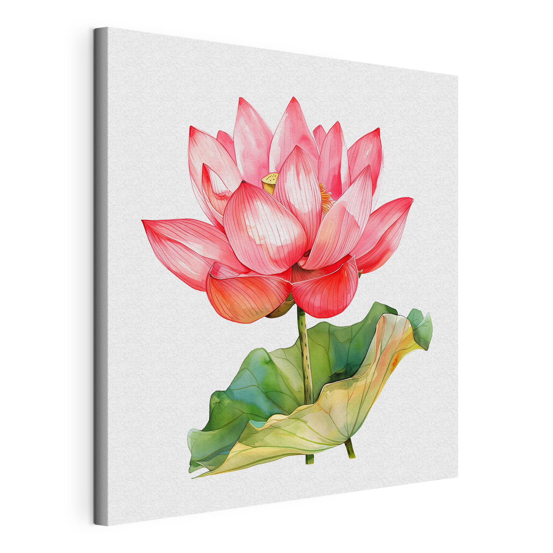 Watercolor of a pink flower Watercolor of a pink flower